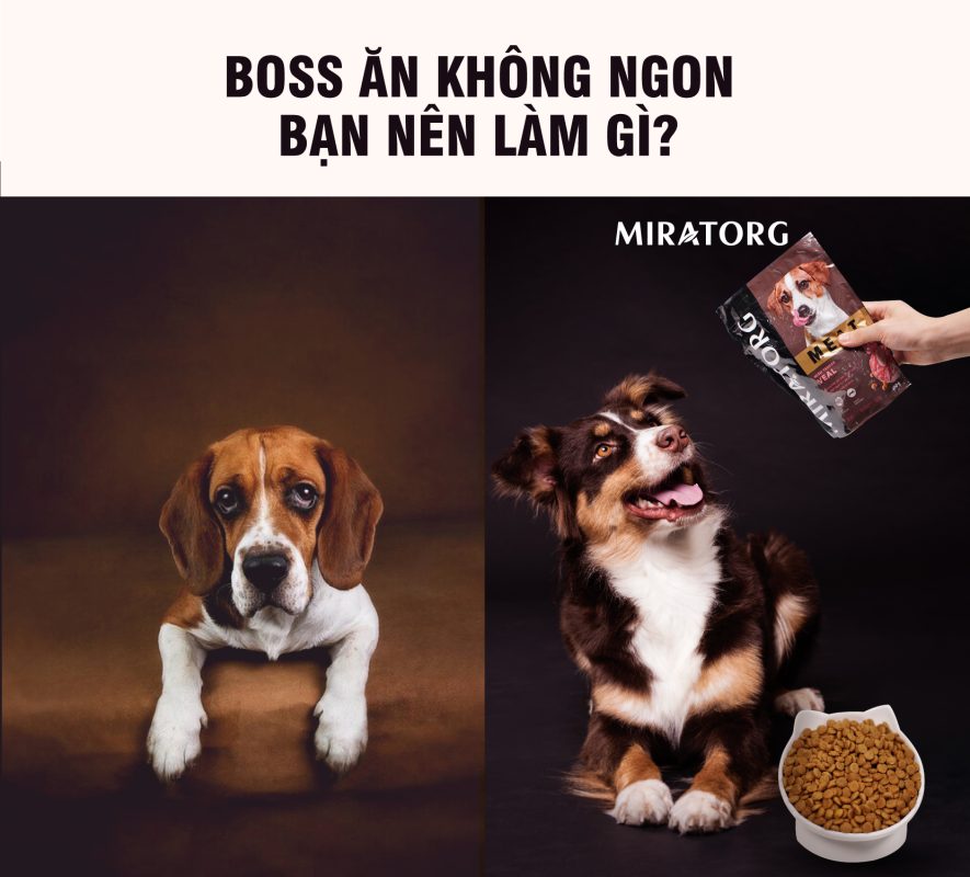 Hạt siêu thịt Miratorg - Giải pháp cho thú cưng biếng ăn