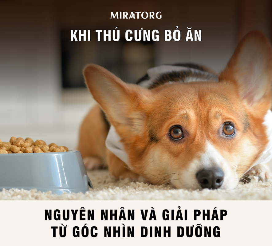 Hạt siêu thịt Miratorg - Giải pháp cho thú cưng bỏ ăn